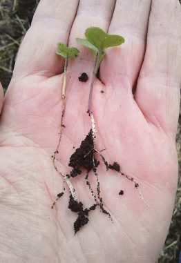 Rhizoctonia or “wirestem” often results with deep seeding (as shown in the seedling on the left), which increases exposure of the very sensitive hypocotyl.