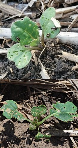 Frequent scouting from germination through the early rosette stage will determine whether further flea beetle control is required.