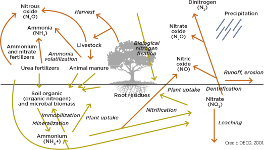 Simplified nitrogen cycle. This includes the four ways nitrogen can be lost. 