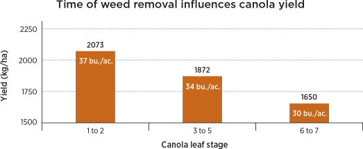 Early weed control means higher canola yield. This graph is based on results in Neil Harker’s paper, “Field-Scale Time of Weed Removal in Canola.” Weed Technology (2008).
