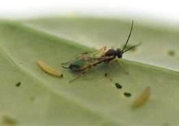 Diadegma insulare, shown here along with two diamonback moth larvae, are known to sometimes completely terminate diamondback moth outbreaks in Western Canada.