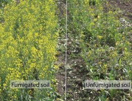 Early results from research by Sheau-Fang Hwang with Alberta Agriculture and Rural Development demonstrate that soil fumigation with Vapam at 1,000 L/ha (left) does show a benefit in clubroot-infested soil.