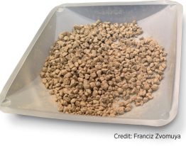 Francis Zvomuya at the University of Manitoba has found that phosphorus-rich struvite (shown in the photo) from hog manure produces similar canola yields to monoammonium phosphate (MAP) and causes less seedling toxicity. 
