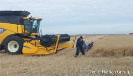 PAMI has just started a three-year header comparison study looking at yield, seed quality, header shatter loss, and environmental shatter loss for draper, rigid and extendable cutterbar headers as well as a swath-based system.