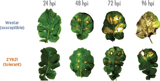 leaf tissue - brassica napus