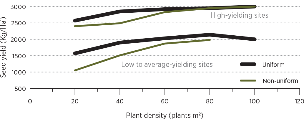 Uniform stands yield more, especially at lower plant densities