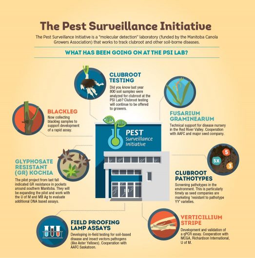 Infographic: The Pest Surveillance Initiative is a “molecular detection” laboratory (funded by the Manitoba Canola Growers Association) that works to track clubroot and other soil-borne diseases