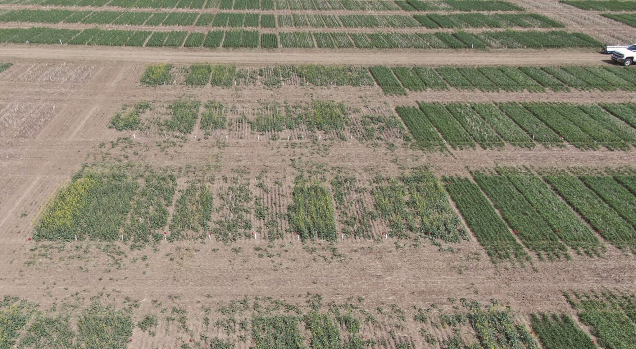 Canola Agronomy For The Brown Soil Zone Canola Digest