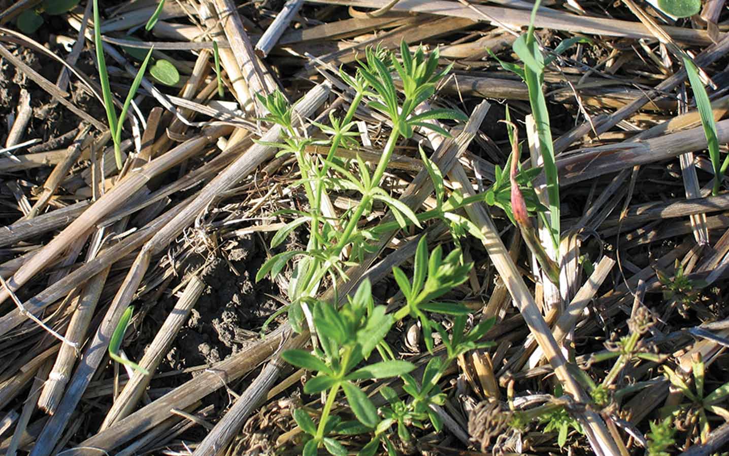 Cleavers species are difficult to control and can cause downgrading and reduce crop quality.