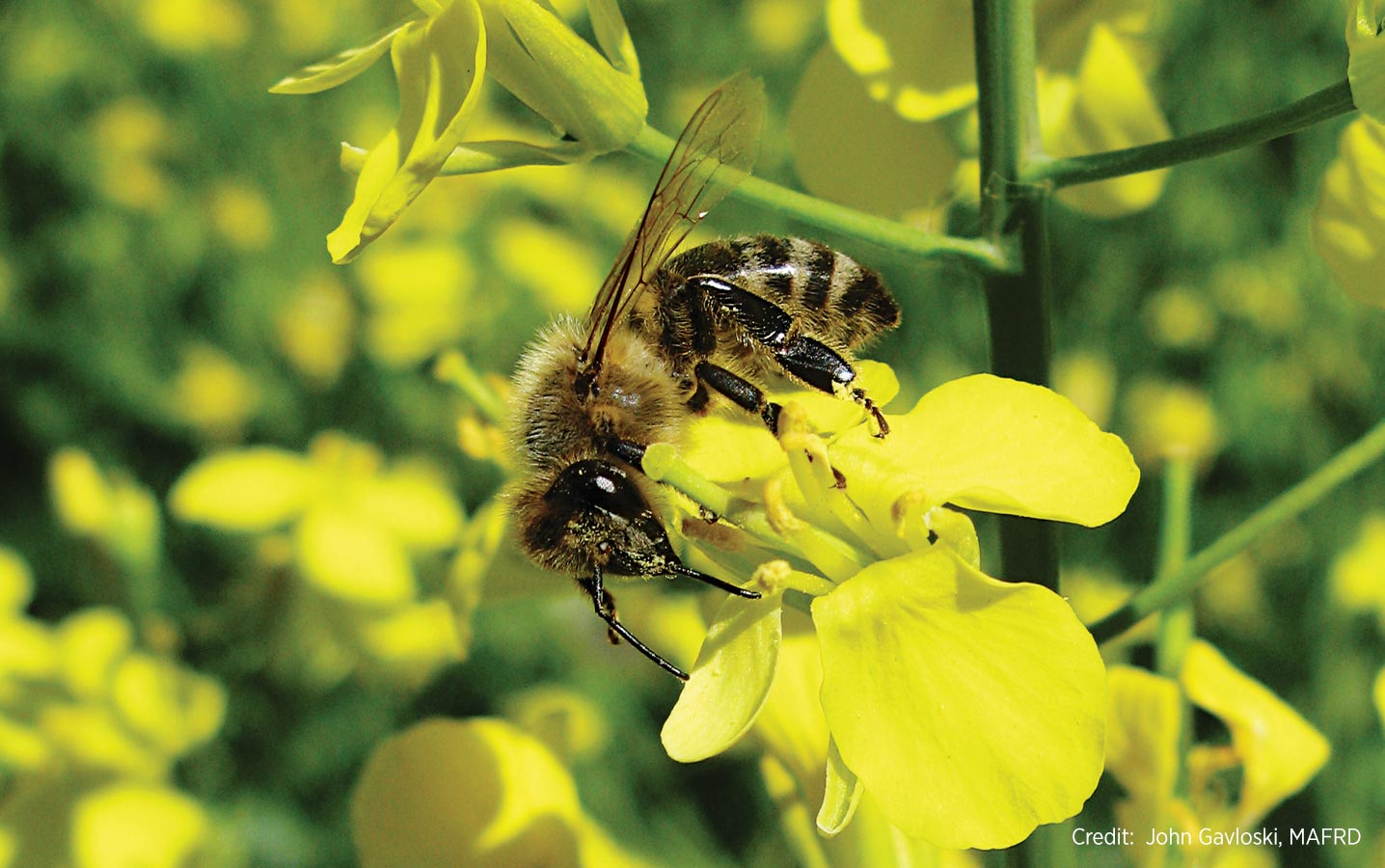 Bees and other pollinators are most active when the crop is flowering. Avoid spraying insecticide on flowering canola. If this is unavoidable, apply products to flowering canola after 8:00 p.m. until dusk, or into night, when bees aren’t actively foraging. Follow thresholds when making spray decisions. For more information, go to www.canolawatch.org and search for the article “Bee BMPs.”
