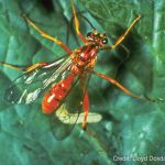 Banchus parasitic wasp
