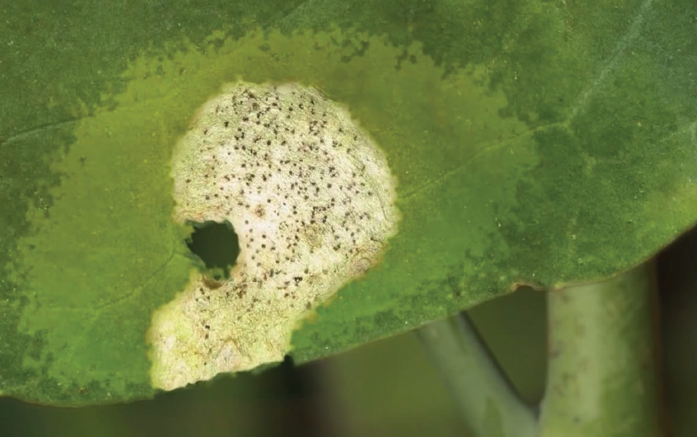 blackleg lesion on canola leaf