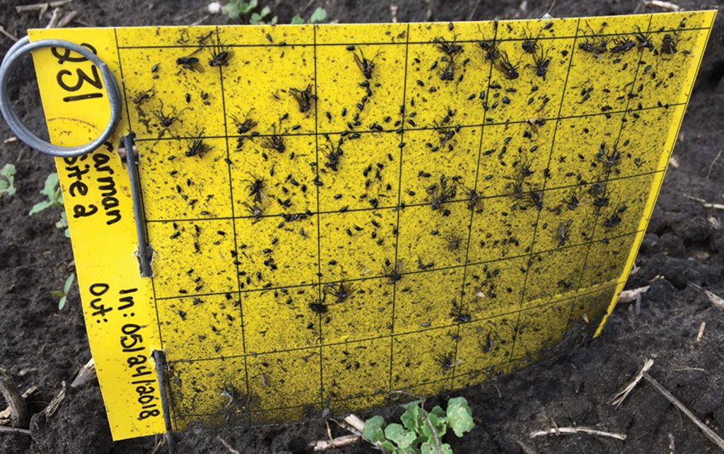Sticky cards used to assess flea beetles
