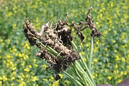 Clubroot infected canola plant