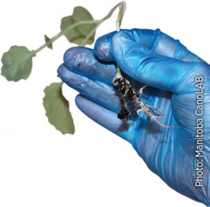 Gloved hand holding clubroot infected plant