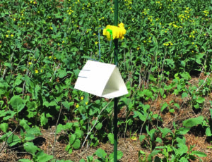 A pheromone-baited Jackson traps to monitor canola flower midge.