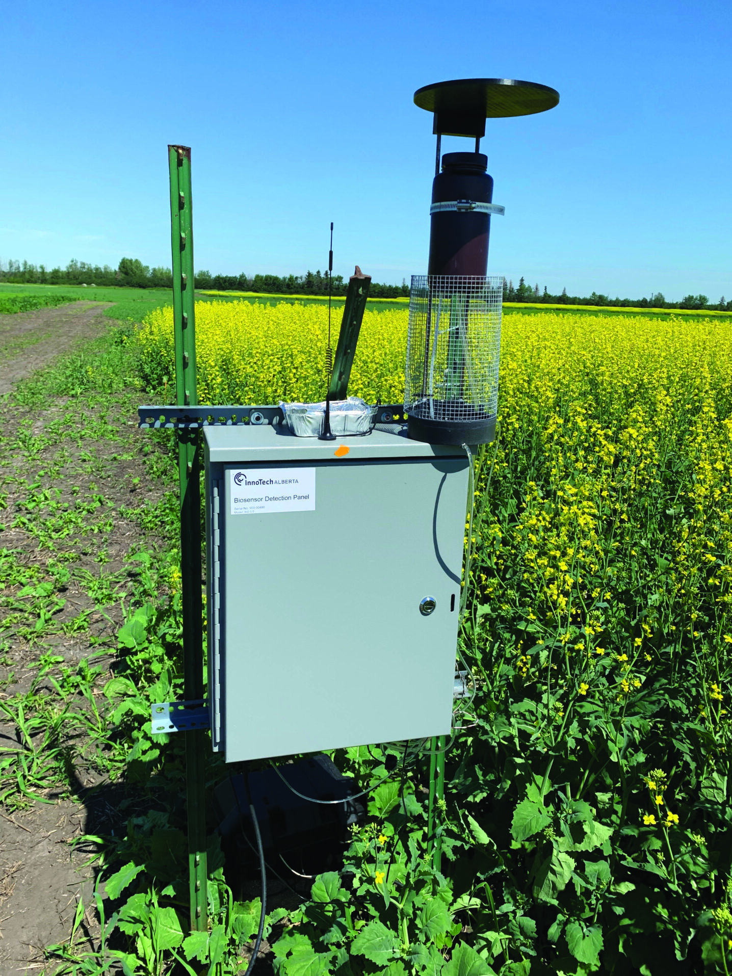 Sclerotinia spore sensor gets a patent – Canola Digest