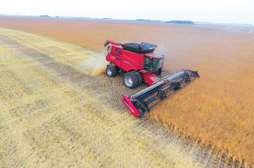 A combine harvester harvests dry canola plants in a wide open field.