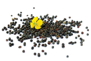 A pile of canola seeds, and a yellow canola flower resting on top of them.