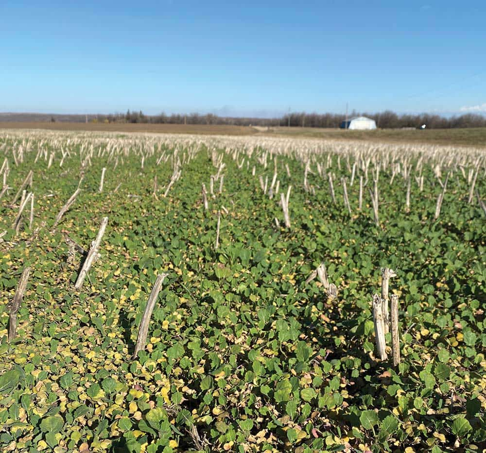 A field of canola with sticks pointing up from it.