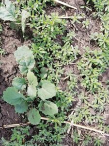 Kochia weed seedlings growing in a field.