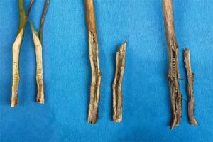 A collage of three photos that show longitudinal cuts of canola stems. One shows blackleg, one shows verticillium stripe, and the other is a combination of the two.