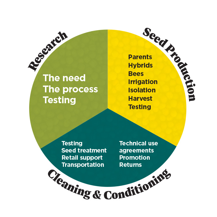 A pie graph describing the three main stages of making hybrid canola – research, seed production and seed sales.