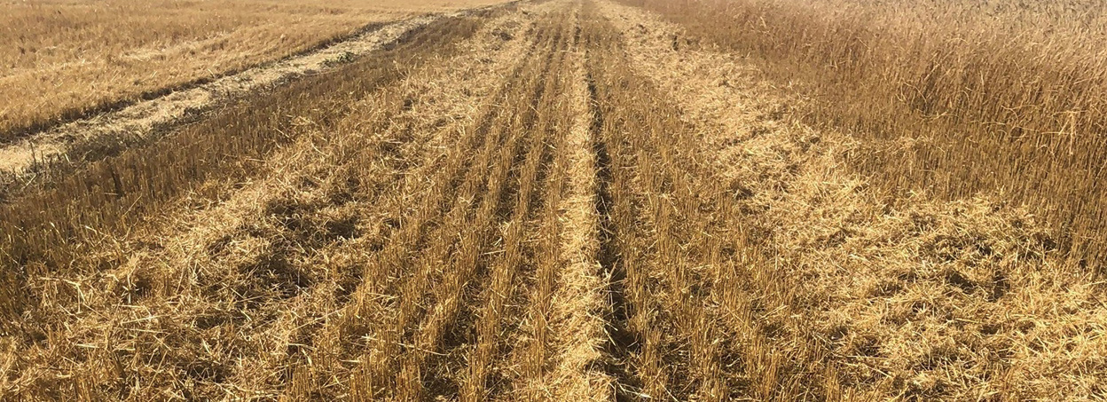 A line of chaff in a golden field.