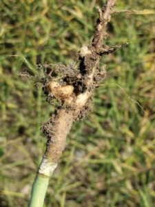 The roots of a canola plant, full of clubroot nodules.