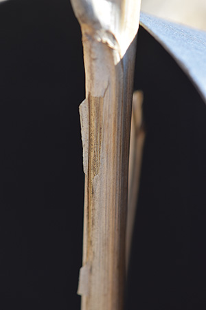 Microsclerotia inside a peeling canola stalk