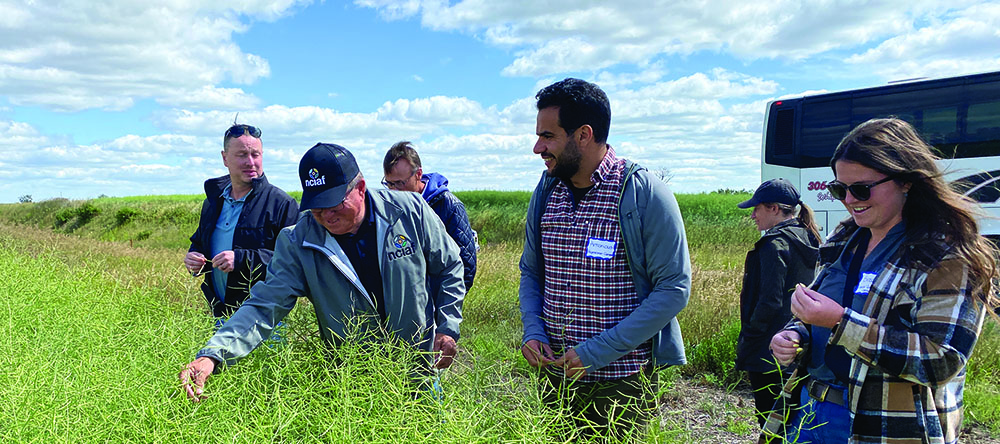 Terry Lerat, Jay Whetter and others in a field together inspecting the canola pods.