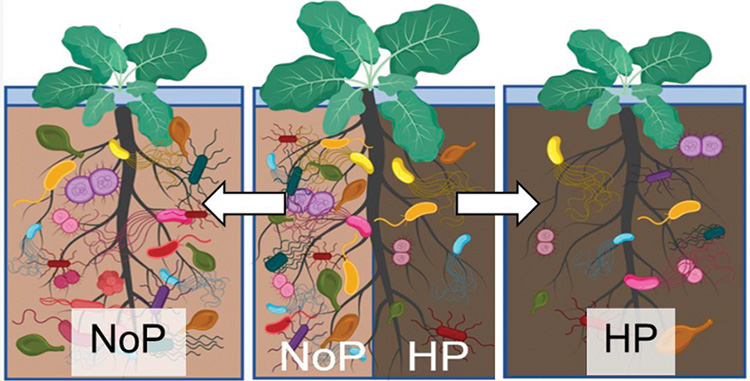 A scientific illustration of Canola root sizes. The shoot mass was highest in the split NoP, high P rhizobox.