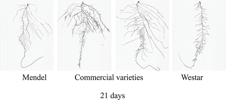 Three root systems at 21 days, a Mendel variety, two commercial varieties, and a Westar variety. The westar variety has the least wide of roots.