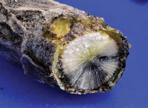 A cross section of stalk with blackleg infecting it. The black lines following the grain are clearly visible.