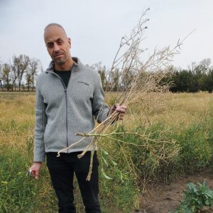 Ahmed Abdelmagid holds dry canola stalks in his hands, outdoors.