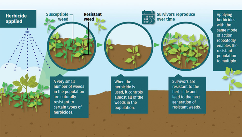 For an accessible version of this herbicide resisting infographic, please reach out to Jay Whetter.