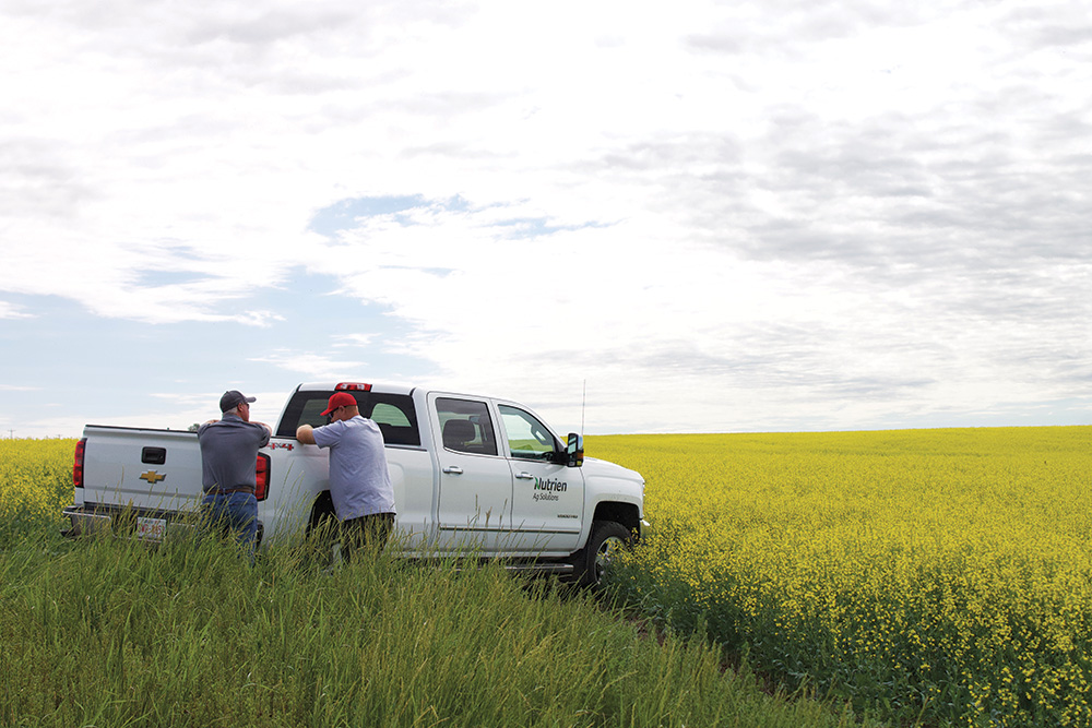 Two men talk by a truck in the middle of a canola field.